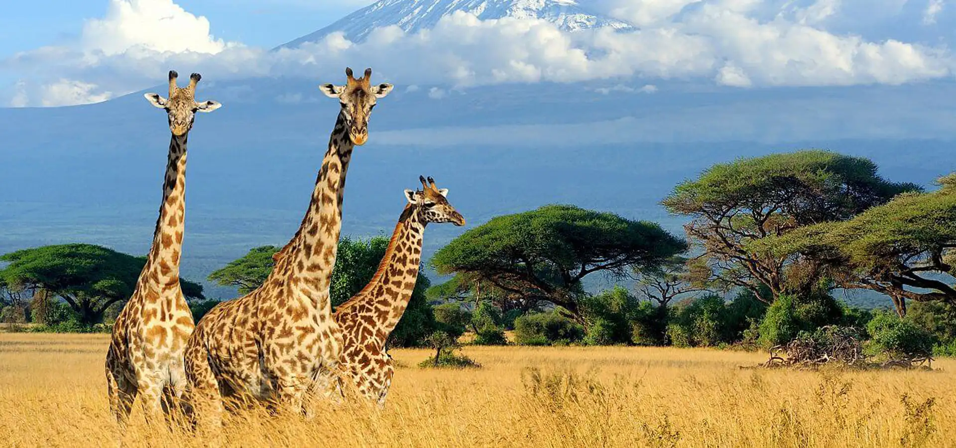 Ol Tukai Lodge - PTLG : Bespoke & Curated Travels!
