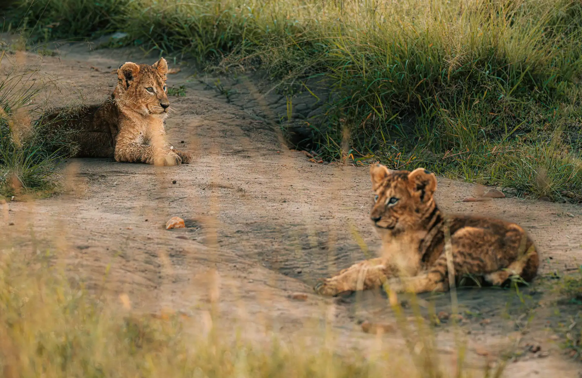 Ptlg Samburu Lodge - PTLG : Bespoke & Curated Travels!