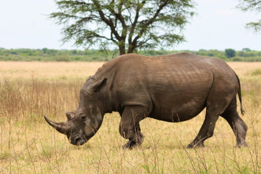 Kenya Redefines the Safari Journey