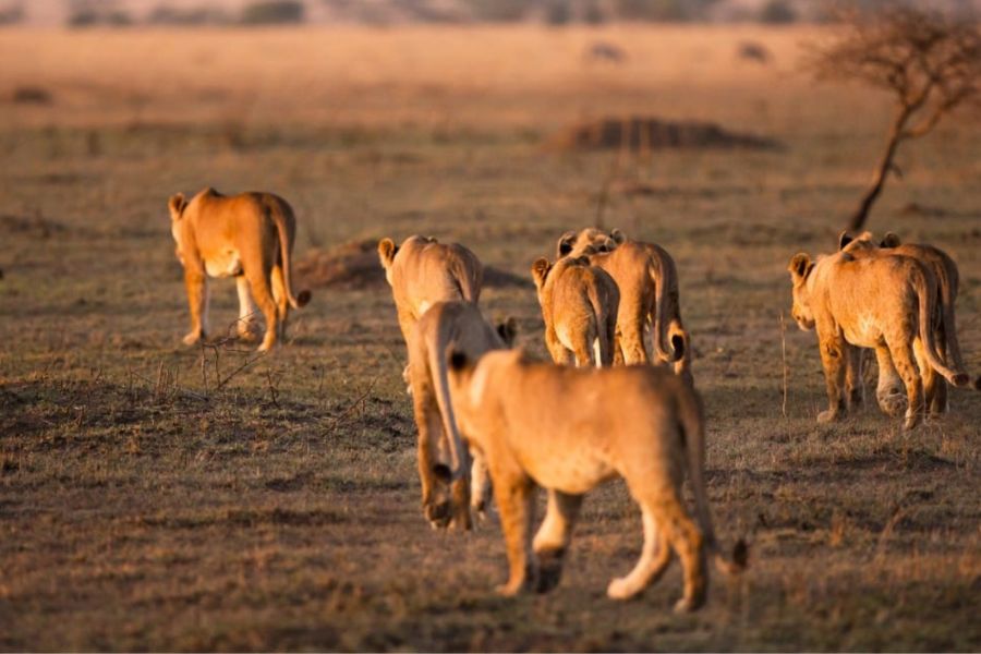 Kenya Redefines the Safari Journey
