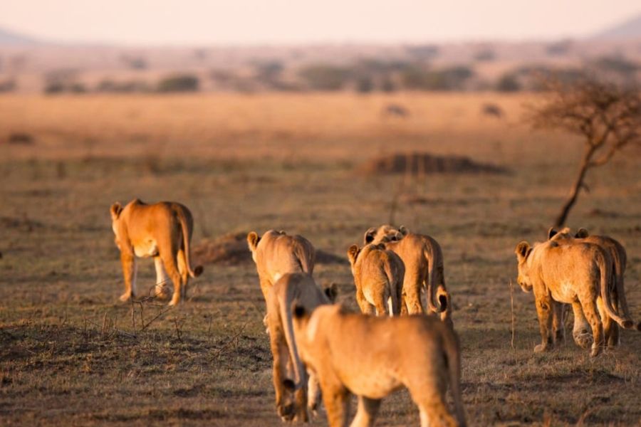 Serengeti Great Migration Safari