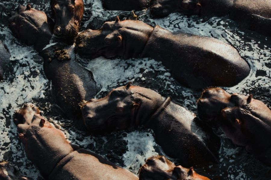 Serengeti Great Migration Safari