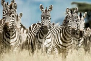 Serengeti Great Migration Safari