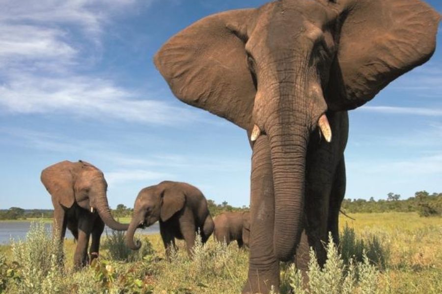 Elephant Encounter Excursion