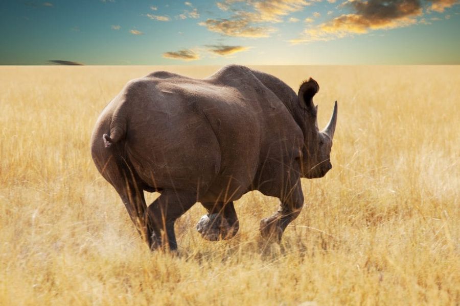Etosha National Park
