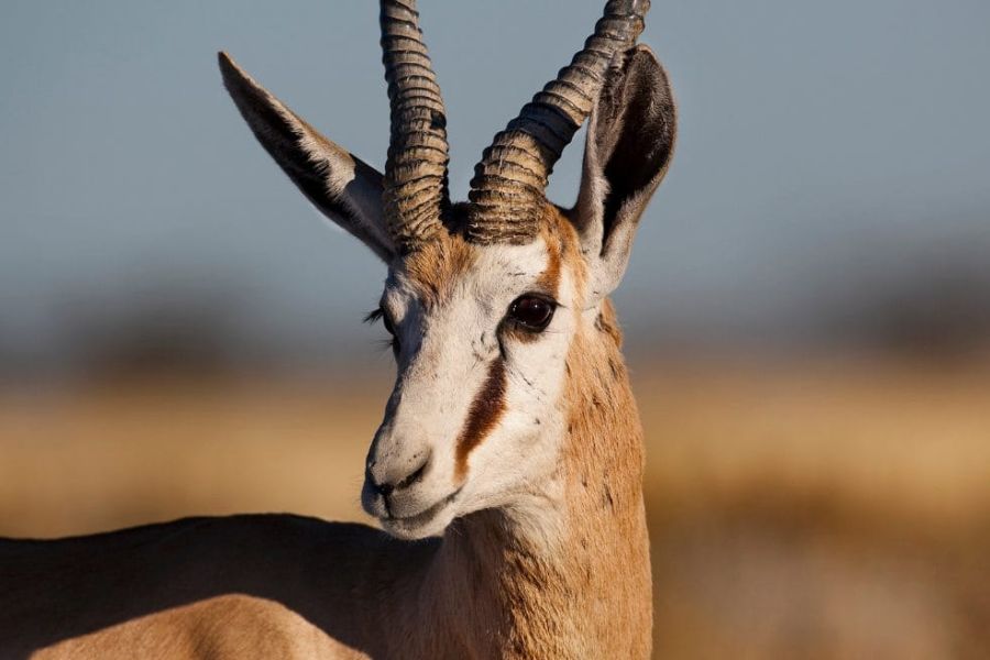 Etosha National Park- Wildlife Encounters