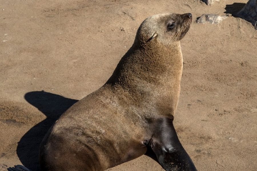 Namibia- Skeleton Coast.