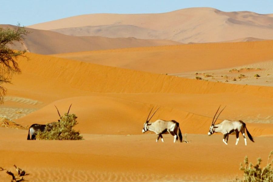 Namibia-World’s Oldest Desert