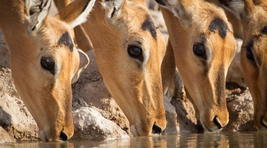 onguma_impala