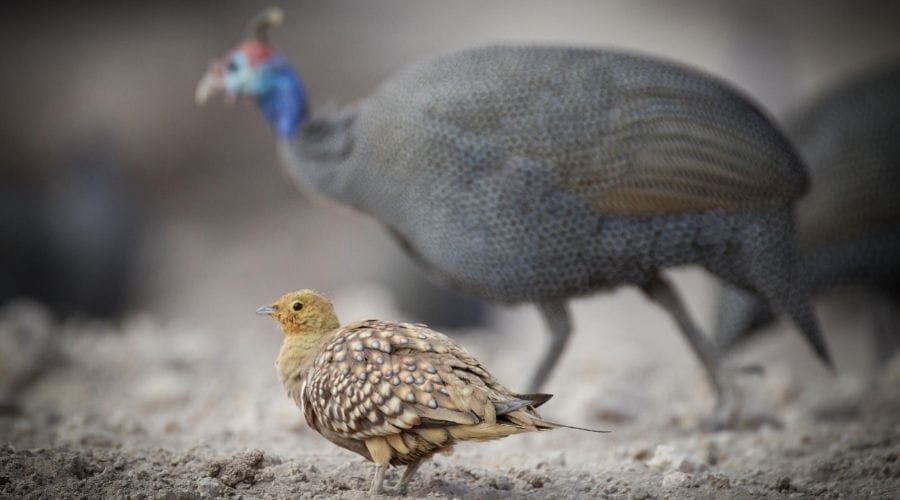 onguma_guineafowl