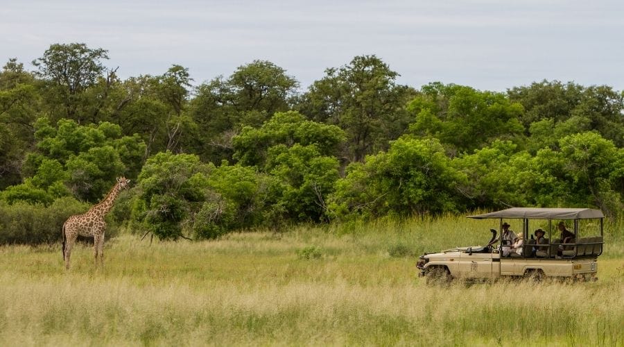 Camp-Moremi-Game-Drive