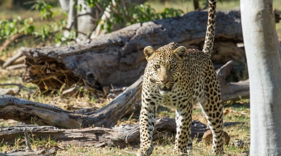 Camp-Moremi-Leopard