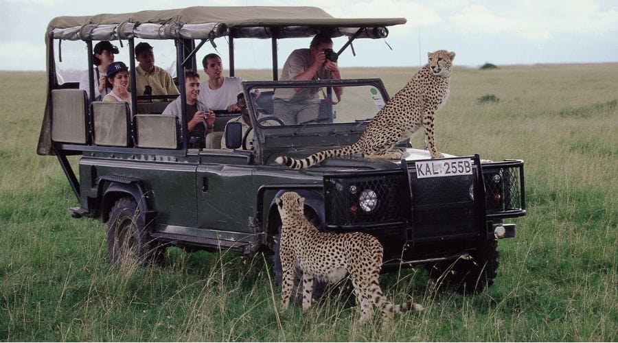 Cheetah on safari car