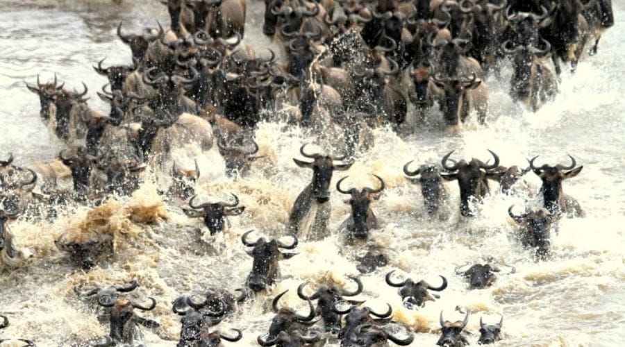 Migration