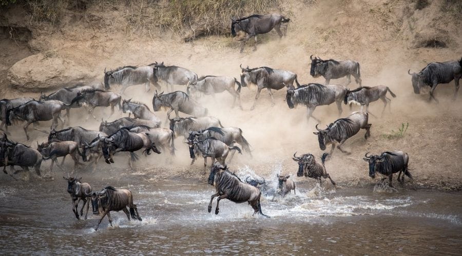 The-Great-Migration
