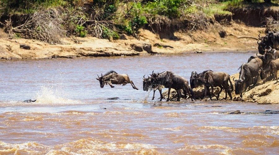 The-Great-Migration