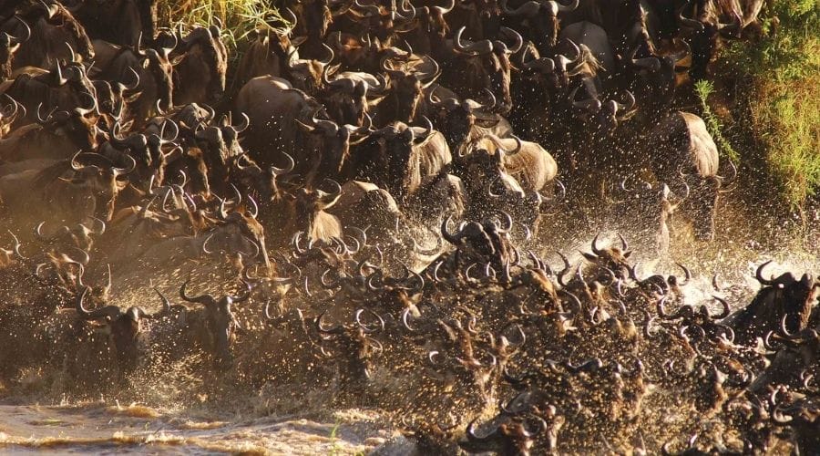 The-Great-Migration