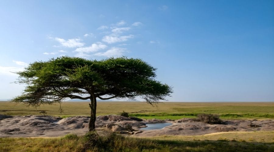 Why Tanzania Should Be on Every Safari Traveller’s Bucket ListWhy Tanzania Should Be on Every Safari Traveller’s Bucket List