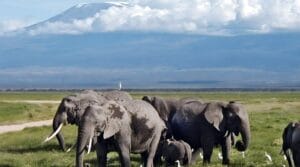 amboseli
