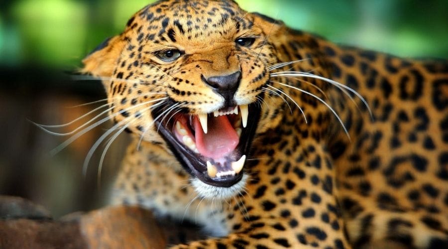 leopard