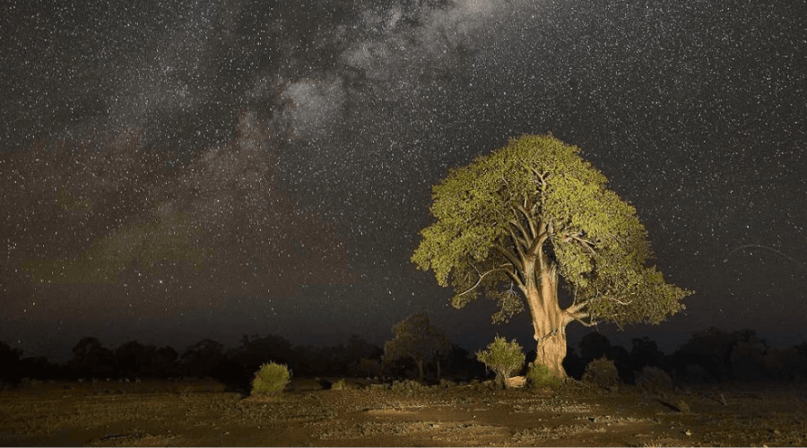A night safari experience in Zambia