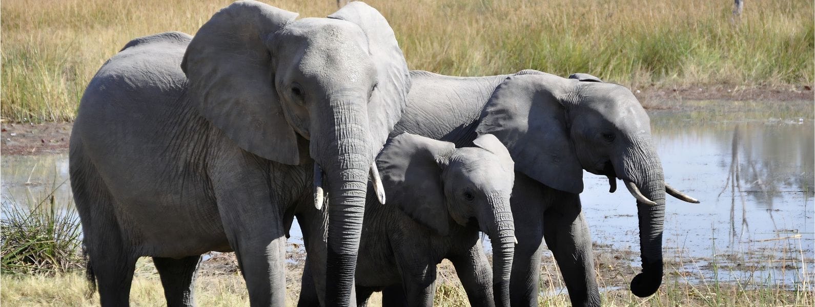 Botswana’s Okavango Delta