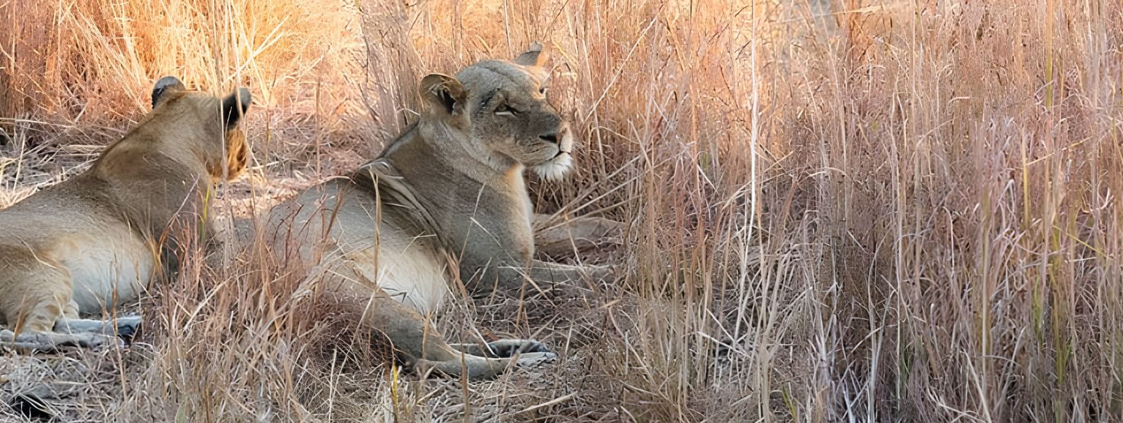 Discover Kafue