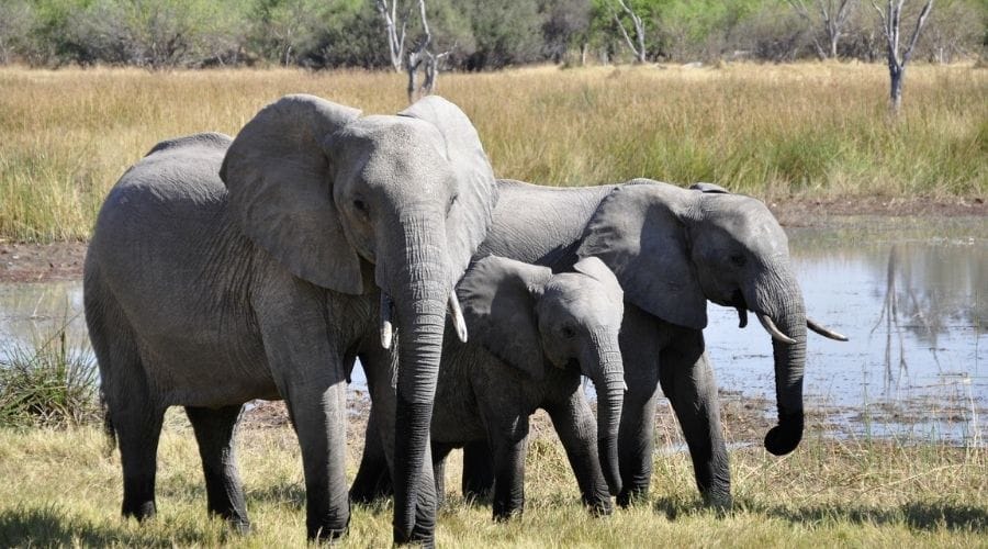 Elephants in the Okavango Delta