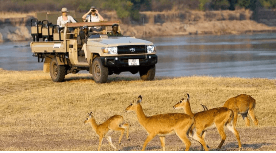 Game viewing in South Luangwa National Park