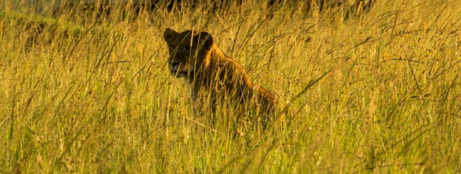 Masai Mara Safari
