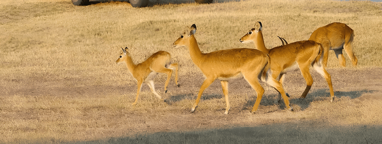 South Luangwa Safari