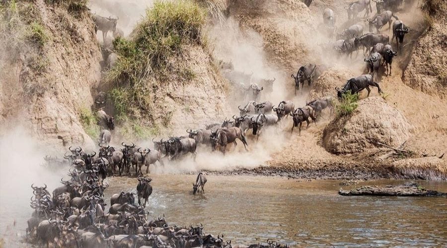 The Great Migration in the Masai Mara
