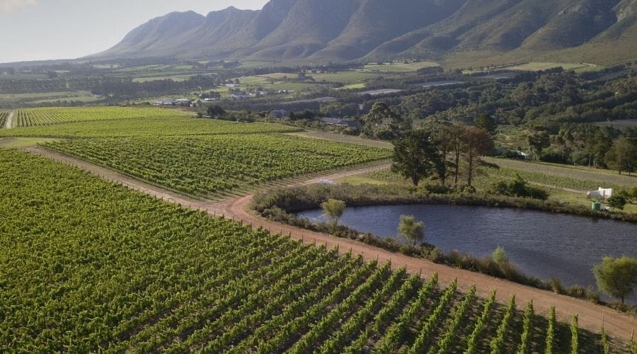 Vineyards of Western Cape