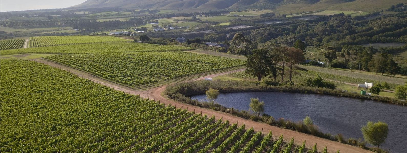 Vineyards of Western Cape