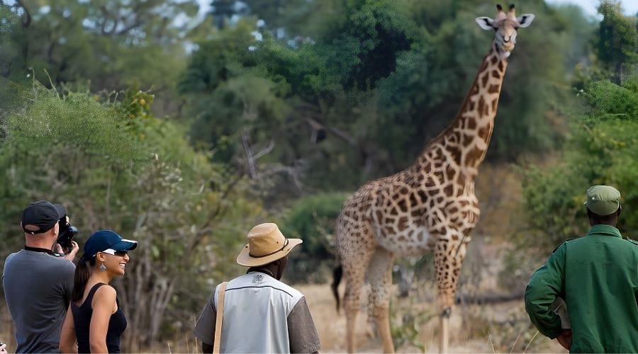 Walking safari experience in Zambia
