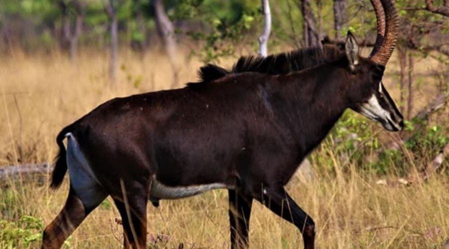 Wildlife encountered on a Kafue game drive