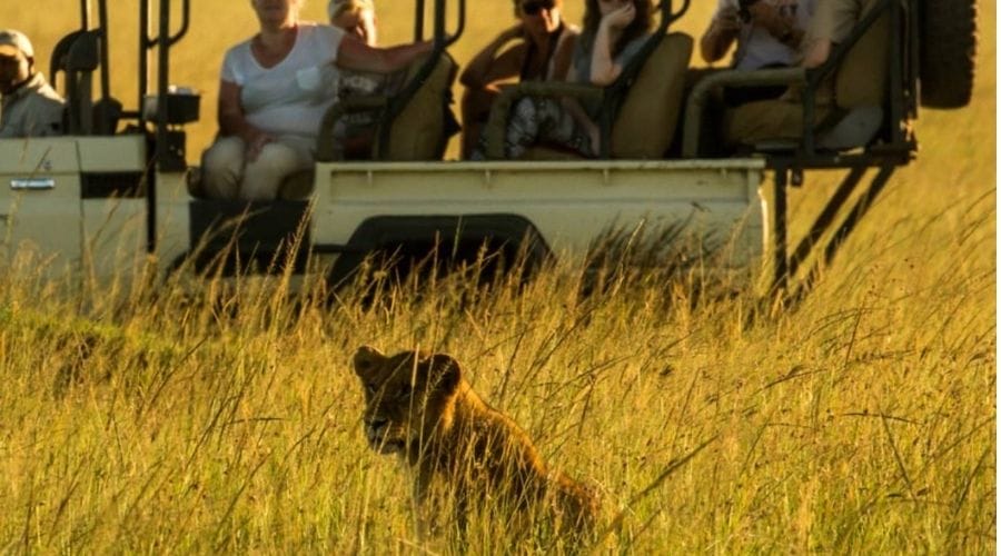 Wildlife viewing across the Masai Mara