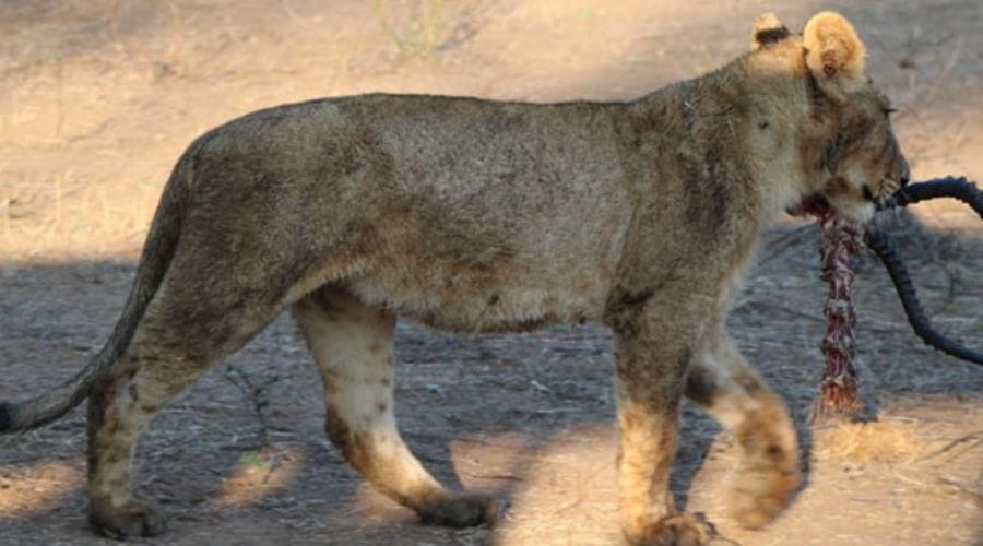Wildlife viewing on safari in Zambia